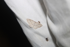 Cyclophora pendulinaria