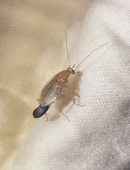 Planuncus tingitanus