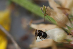 Criomorphus albomarginatus