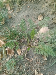 Daucus carota