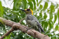 Melanerpes chrysogenys