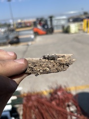 Xylotrechus sagittatus