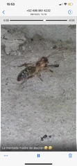 Eremobatidae