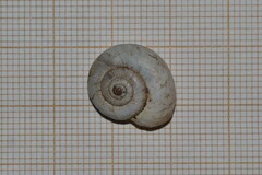 Xerolenta obvia