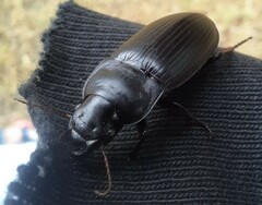 Harpalus caliginosus
