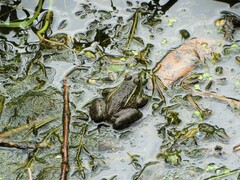 Lithobates montezumae