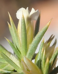 Muraltia ericifolia