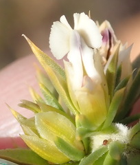 Muraltia ericifolia