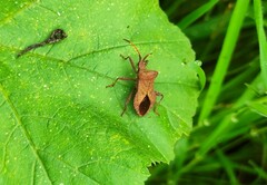 Coreus marginatus