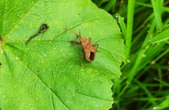 Coreus marginatus