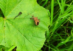 Coreus marginatus
