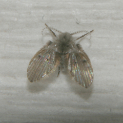 Clogmia
