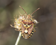 Codophila varia