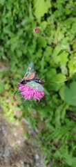 Zygaena lonicerae