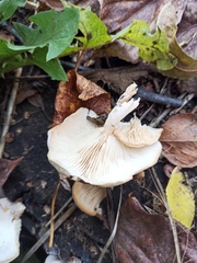 Clitocybe truncicola