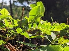 Phyllanthus tenellus