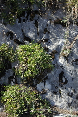 Globularia cordifolia