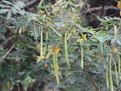Senna multiglandulosa