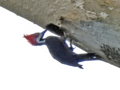 Campephilus melanoleucos