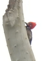 Campephilus melanoleucos