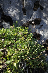Globularia cordifolia