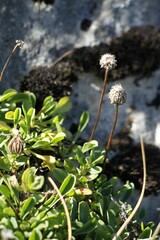Globularia cordifolia