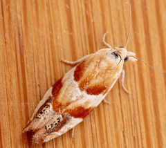 Eucosma octopunctana