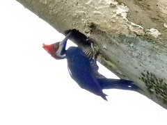 Campephilus melanoleucos