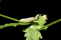 Euchalcia variabilis