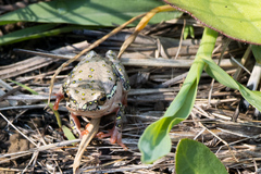 Hyperolius marmoratus