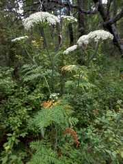 Conioselinum tataricum