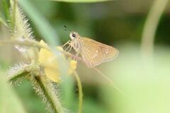 Borbo cinnara