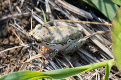 Hyperolius marmoratus