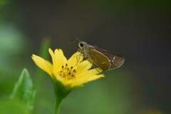 Borbo cinnara