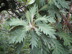 Bocconia frutescens