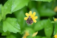 Borbo cinnara
