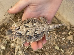 Phrynosoma coronatum