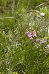 Pelargonium luridum