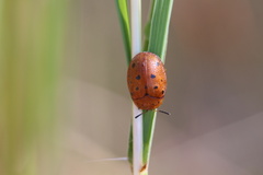 Chelymorpha phytophagica