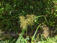 Cyperus odoratus image