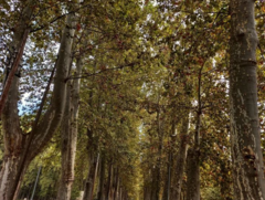 Platanus × hispanica