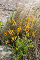 Polystachya pubescens