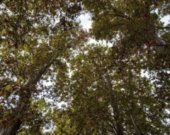 Platanus × hispanica