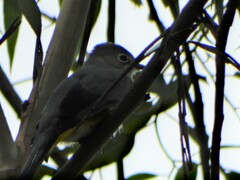 Ptiliogonys cinereus