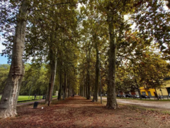 Platanus × hispanica