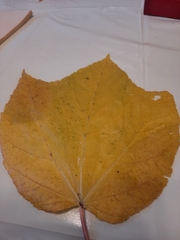 Acer