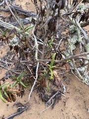 Diplacus aurantiacus