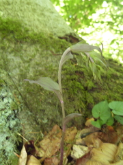 Epipactis purpurata