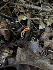 Pseudocolus fusiformis