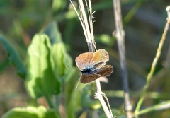 Brephidium exilis exilis
